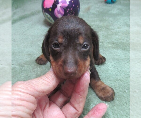 Medium Photo #3 Dachshund Puppy For Sale in RATTAN, OK, USA