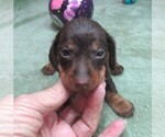Small #2 Dachshund