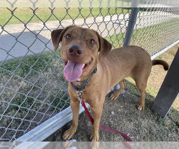 Medium Photo #2 Labrador Retriever-Unknown Mix Puppy For Sale in Corpus Christi, TX, USA