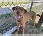 Small #1 Labrador Retriever Mix