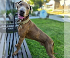 DRAKEO - Male Doberman Pinscher-Weimaraner Mix Dog for Adoption - Photo #2