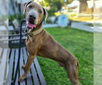 Small #1 Doberman Pinscher-Weimaraner Mix
