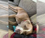 Small #7 American Pit Bull Terrier Mix
