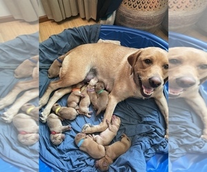Mother of the Labrador Retriever puppies born on 08/28/2022