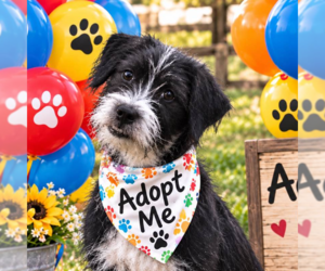 Affenpinscher-Unknown Mix Dogs for adoption in Yardley, PA, USA