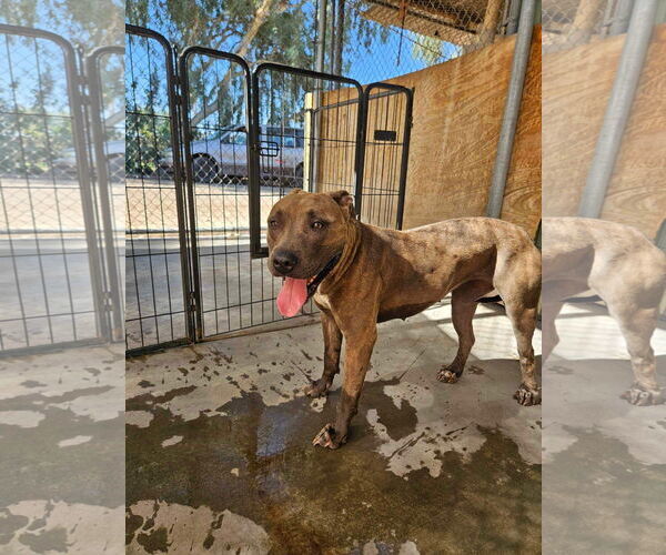 Medium Photo #1 American Pit Bull Terrier-Unknown Mix Puppy For Sale in El Centro, CA, USA