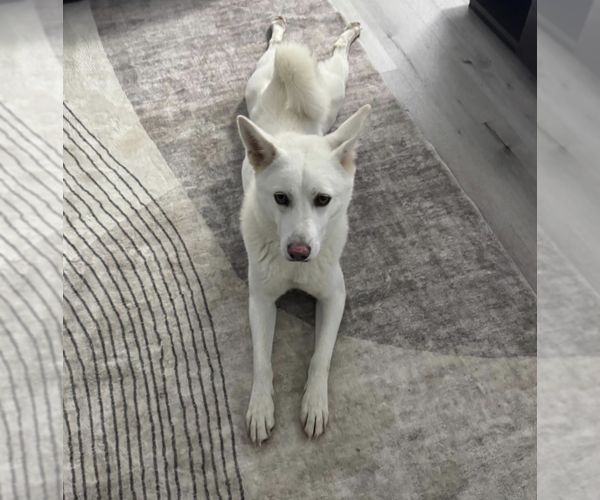 Medium Photo #3 Huskies -Unknown Mix Puppy For Sale in Brooklyn, NY, USA