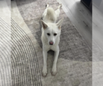 Small #2 Huskies  Mix