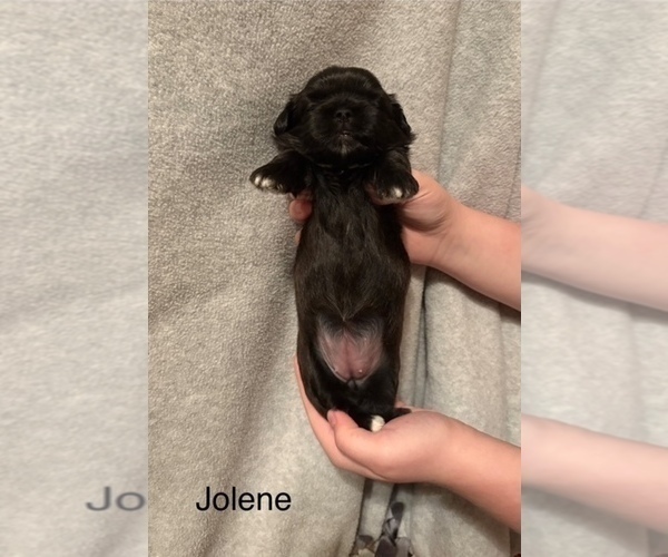 Medium Photo #3 Shih Apso Puppy For Sale in SCOTTSDALE, AZ, USA