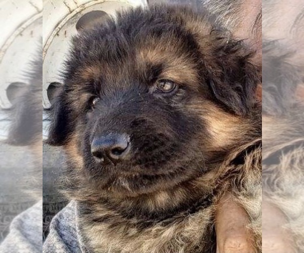 Medium Photo #3 King Shepherd Puppy For Sale in YUCCA VALLEY, CA, USA