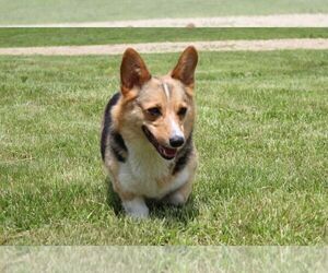 Mother of the Pembroke Welsh Corgi puppies born on 02/28/2021