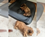 Small Photo #2 Dachshund Puppy For Sale in PERRYSBURG, OH, USA