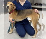 Small #3 Retriever  Mix