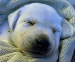 Small Photo #17 Labrador Retriever Puppy For Sale in GLENDALE, CA, USA