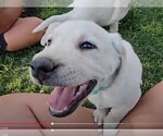 Small #3 Labrador Retriever