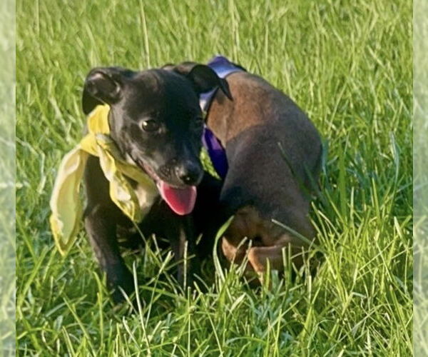 Medium Photo #3 Labrador Retriever-Unknown Mix Puppy For Sale in Oakhurst, NJ, USA