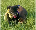 Small #2 Labrador Retriever Mix