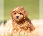 Small Photo #86 Maltipoo (Miniature) Puppy For Sale in WARSAW, IN, USA