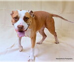 Small #1 American Pit Bull Terrier