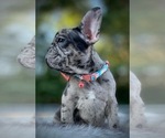 Small Photo #7 French Bulldog Puppy For Sale in PICKERINGTON, OH, USA