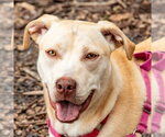 Small #23 Retriever  Mix