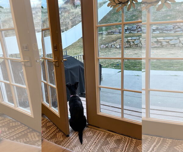 Medium Photo #9 Labrador Retriever-Unknown Mix Puppy For Sale in Sandy, UT, USA