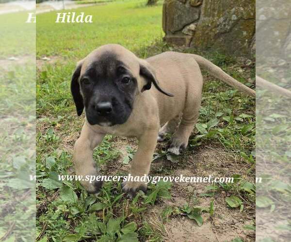 Medium Photo #11 Mastiff Puppy For Sale in CABOOL, MO, USA