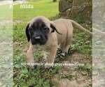 Small #10 Mastiff