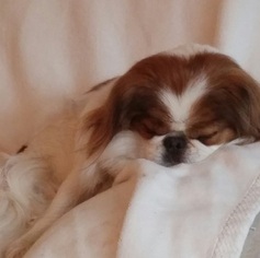 Father of the Japanese Chin puppies born on 08/03/2017