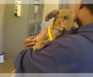 Rat-Cha Dogs for adoption in Sacramento, CA, USA