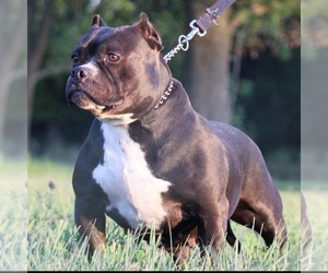 Mother of the American Bully puppies born on 10/18/2020