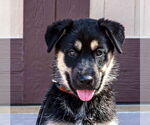 Small #4 Huskies  Mix