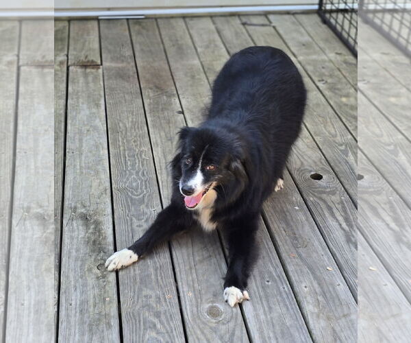 Medium Photo #2 Australian Shepherd Puppy For Sale in Social Circle, GA, USA