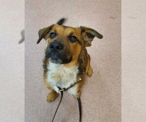 Australian Cattle Dog-German Shepherd Dog Mix Dogs for adoption in Ogden, UT, USA