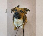 Small Australian Cattle Dog-German Shepherd Dog Mix