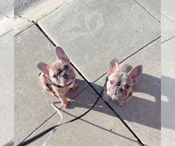 Medium Photo #1 French Bulldog Puppy For Sale in REDWOOD CITY, CA, USA