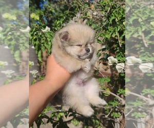 PuppyFinder.com - View Ad: Listing Pomeranian-Poodle (Toy) Mix Puppy ...