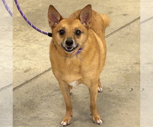 Medium Photo #6 Chihuahua-Finnish Spitz Mix Puppy For Sale in Batavia, OH, USA