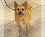 Small #5 Chihuahua-Finnish Spitz Mix