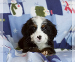 Small Photo #4 Bernedoodle Puppy For Sale in MILWAUKEE, WI, USA