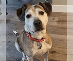 Small #8 American Pit Bull Terrier Mix