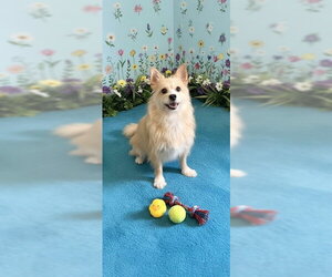 Wanda - Female Mutt Dog for Adoption - Photo #11