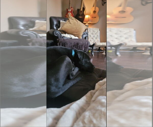 Medium Photo #3 Mutt Puppy For Sale in Ball Ground, GA, USA