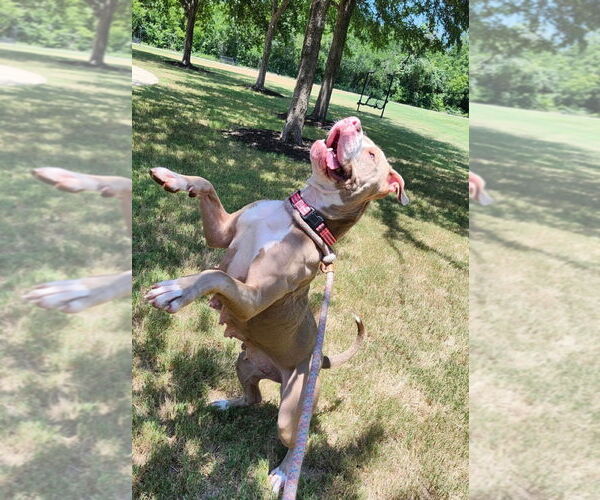 Medium Photo #3 Boxer-Unknown Mix Puppy For Sale in Euless, TX, USA