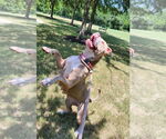 Small #2 Boxer Mix