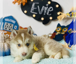 Small Photo #8 Siberian Husky Puppy For Sale in HESPERIA, CA, USA