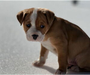 Mutt Dogs for adoption in Forest, VA, USA