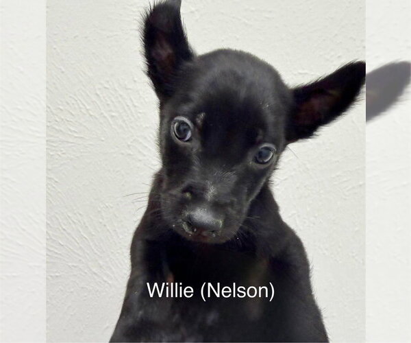 Medium Photo #2 Mutt Puppy For Sale in Imlay City, MI, USA