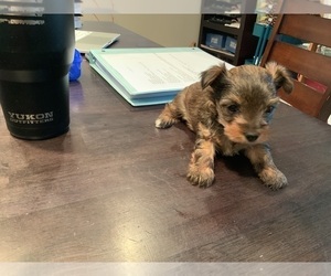 Yorkshire Terrier Puppy for Sale in EULESS, Texas USA