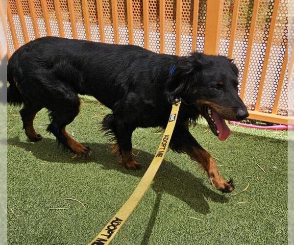 Medium Photo #2 Rottweiler-Unknown Mix Puppy For Sale in Las Vegas, NV, USA